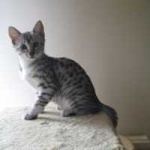 image of egyptian_mau #3