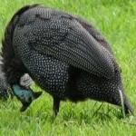 image of bird