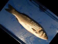 image of fish