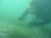 image of scuba_diver