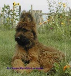image of briard
