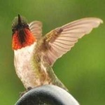 image of bird