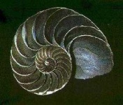 image of nautilus