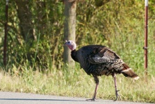 image of animal