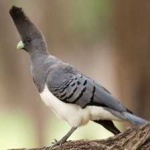 image of bird