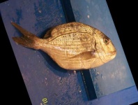 image of fish