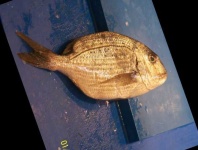 image of red_sea_bream #3