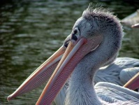 image of pelican