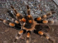 image of tarantula