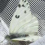 image of animal