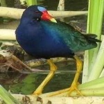 image of bird