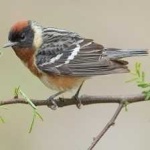 image of bird