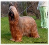 image of briard