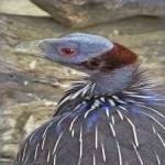 image of bird