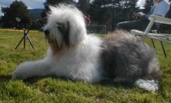 image of old_english_sheepdog #34