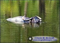 image of water_buffalo