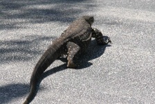 image of animal