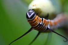 image of animal