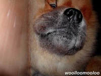 image of chow