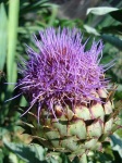 image of cardoon
