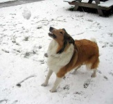 image of collie #20