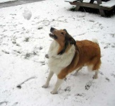 image of collie