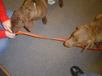 image of chesapeake_bay_retriever