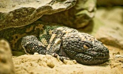 image of gila_monster