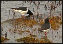 image of oystercatcher