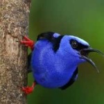 image of bird