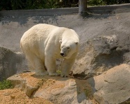 image of animal