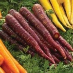 image of carrot #14