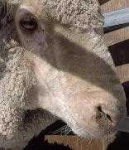 image of animal