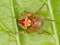 image of barn_spider