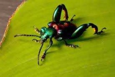 image of beetle #19