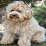 image of animal