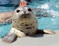 image of seal #36