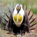 image of bird