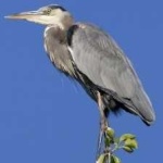 image of blue_heron #3