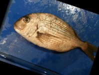 image of red_sea_bream #13