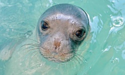 image of animal