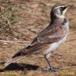 image of bird