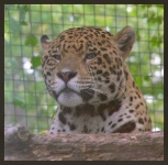 image of jaguar_car