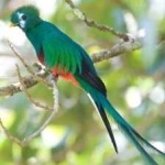 image of quetzal