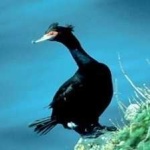 image of bird
