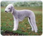 image of lakeland_terrier