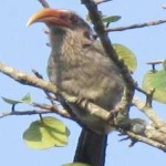 image of bird