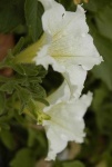 image of flower