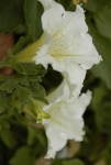 image of petunia #19