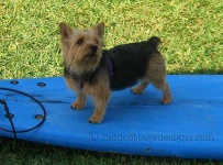 image of norwich_terrier